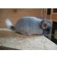 Kurzschwanzchinchilla