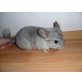 Kurzschwanzchinchilla