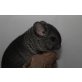 Kurzschwanzchinchilla