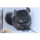 Kurzschwanzchinchilla