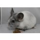 Kurzschwanzchinchilla