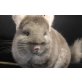 Kurzschwanzchinchilla