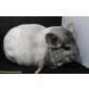 Kurzschwanzchinchilla