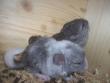 Kurzschwanzchinchilla
