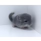 Kurzschwanzchinchilla - männlich