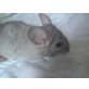 Kurzschwanzchinchilla - männlich