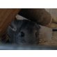 Kurzschwanzchinchilla - männlich