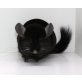 Kurzschwanzchinchilla - weiblich