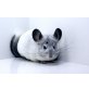 Kurzschwanzchinchilla - weiblich