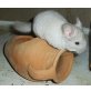 Kurzschwanzchinchilla - weiblich