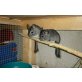 Kurzschwanzchinchilla - weiblich