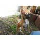 Kuscha, Chihuahua kurzhaariger Schlag - Hündin
