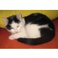 Kuschelbär, EKH - Kater