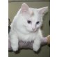 Kuschelbär sucht dich, Türkische Van Katze - Kater