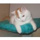Kuschelbär sucht dich, Türkische Van Katze - Kater