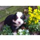 Kuschelige Berner Sennen Welpen, Berner Sennenhund Welpen - Hündin
