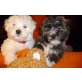Kuschelige , Havanese u. West-Highland-Terrier Welpen - Rüde