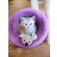 Kuschelkater , Britisch Kurzhaarkatze - Kater