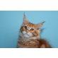 Kuschelkater Kingsley, Maine Coon - Kater