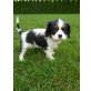 Kuschelmonster, Cavalier King Charles Spaniel - Hündin