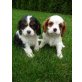 Kuschelmonster, Cavalier King Charles Spaniel - Hündin