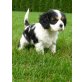 Kuschelmonster, Cavalier King Charles Spaniel - Rüde