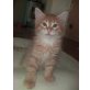 Kuschelmonster, Maine Coon - Katze