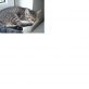 Kuschelmonster, Maine Coon/Unbekannt - Kater