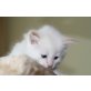 Kuschelsiamkater mit blauen Augen sehr selten, Siamesen - Kater