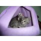 Kuscheltigger suchen Dich!, Sally, Simba, Sir - Kater