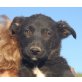 Kuss, belg. Schäferhund Mix Welpen - Rüde