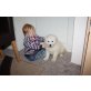 Kuvasz - Hündin