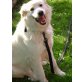 Kuvasz Karabasch - Hündin