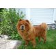 Kyara, sucht dringend ein Zuhause, Chow-Chow - Hündin