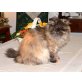 Kyky, Perser - Katze