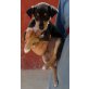 Kyle, Chihuahua Mix Welpen - Rüde