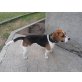 Kyra, Beagle - Hündin