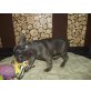 Kyra, Französische Bulldogge Welpen - Hündin
