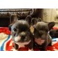 Kyra & Oskar, Französische Bulldogge Welpen - Hündin