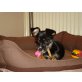 Kyra, Rehpincher/Yorki - Hündin
