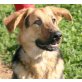 Kyra, Schäferhund-Mix - Hündin