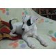 L I S KA , Jack Russel-Terrier-Mischling Welpen - Hündin