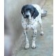 L U C Y, Pointer-Bracken-Mix - Hündin