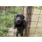 Léda, Labrador-Mischling - Hündin