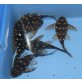 L201 - Hypancistrus sp.