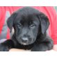 LABBO, Labradormix,Pflegestelle Graz Welpen - Rüde