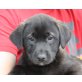 LABELL, Labradormix,Pflegestelle NÖ Welpen - Hündin