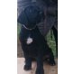 LABRADOR mix - Hündin