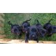 LABRADOR mix - Rüde