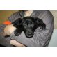 LACEY, Labradormischling,Pflegestelle NÖ Welpen - Hündin